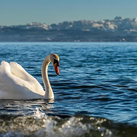 Am Kniebach * Immenstaad am Bodensee